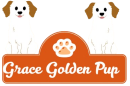 Grace Golden pup