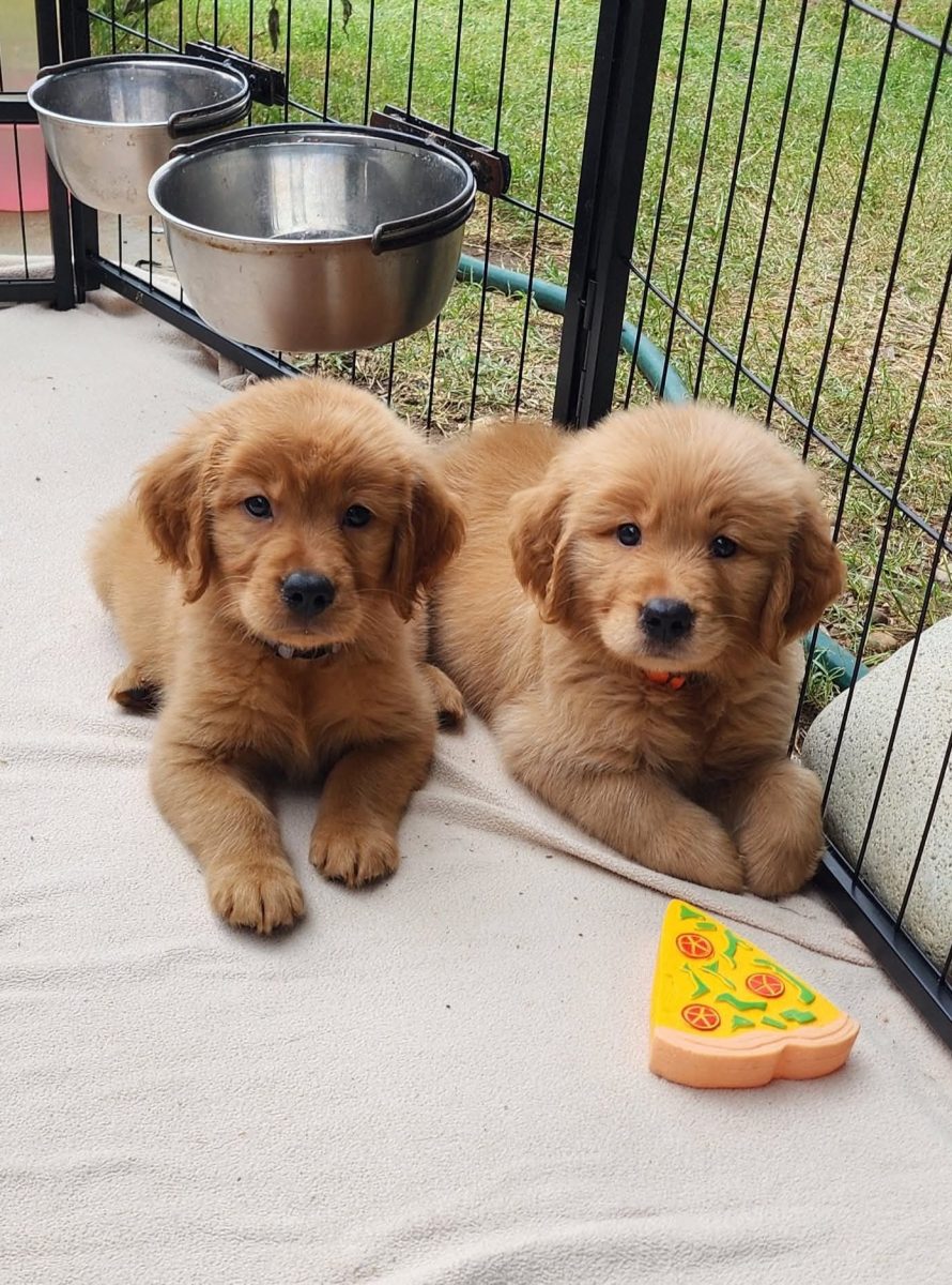 Pam & mango